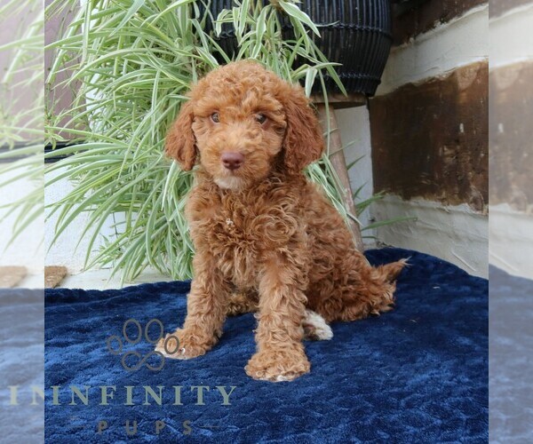 Medium Photo #4 Goldendoodle (Miniature) Puppy For Sale in NARVON, PA, USA