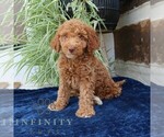 Small #3 Goldendoodle (Miniature)