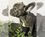 Small #3 Faux Frenchbo Bulldog