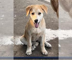 Labrador Retriever Dogs for adoption in San Antonio, TX, USA