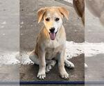 Small Labrador Retriever
