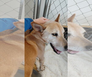 Helen (10yo, 40lbs) - Female Labrador Retriever-Unknown Mix Dog for Adoption - Photo #4