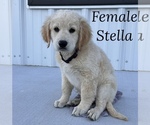 Puppy Stella Goldendoodle