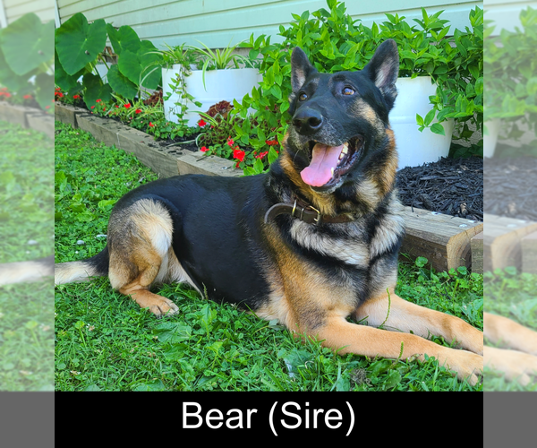Medium Photo #1 German Shepherd Dog Puppy For Sale in MOUNTAIN GROVE, MO, USA