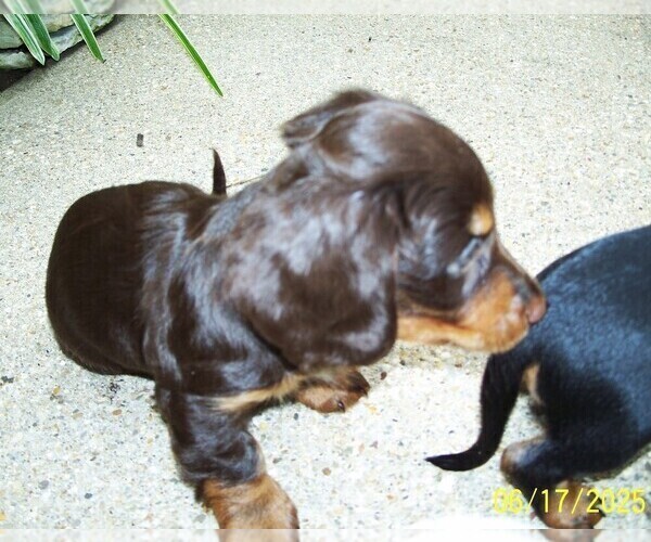 Medium Photo #10 Dachshund Puppy For Sale in MULBERRY GROVE, IL, USA