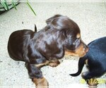 Small #9 Dachshund