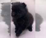Small Photo #11 Pomeranian Puppy For Sale in PORTLAND, ME, USA