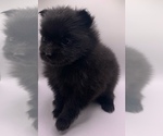 Small #10 Pomeranian