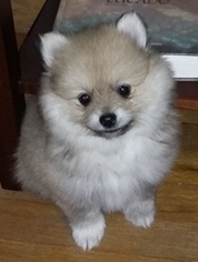 Pomeranian Puppy for sale in INDEPENDENCE, OR, USA