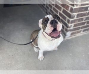 English Bulldog Puppy for sale in ROYSE CITY, TX, USA