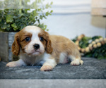 Small Photo #13 Cavalier King Charles Spaniel Puppy For Sale in GOSHEN, IN, USA