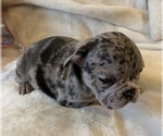 Small Photo #10 French Bulldog Puppy For Sale in JOHNS ISLAND, SC, USA