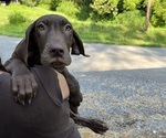 Puppy AKC Coka Great Dane