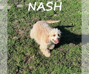 Cavapoo (Miniature) Puppy for sale in HARTLAND, MN, USA