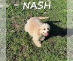Image preview for Ad Listing. Nickname: Nash