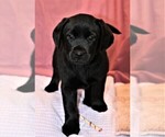 Small Photo #2 Labrador Retriever Puppy For Sale in SYRACUSE, IN, USA