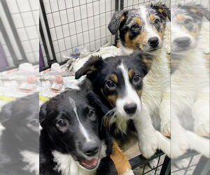 Australian Shepherd-Unknown Mix Dogs for adoption in Mukwonago, WI, USA