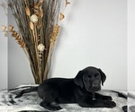 Small #2 Labrador Retriever