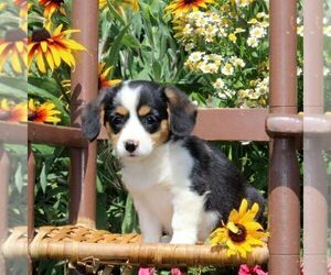 Cavapoo-Pembroke Welsh Corgi Mix Puppy for sale in OXFORD, PA, USA