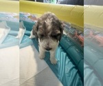 Small #4 Poodle (Standard)