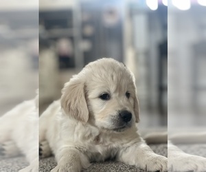 English Cream Golden Retriever Puppy for sale in BYRON CENTER, MI, USA