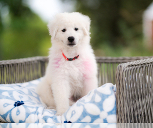 Maremma Sheepdog Puppy for sale in CONWAY, MO, USA