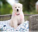 Small Photo #1 Maremma Sheepdog Puppy For Sale in CONWAY, MO, USA