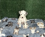 Puppy Droggo Dalmatian