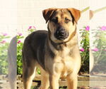 Small #2 Mutt