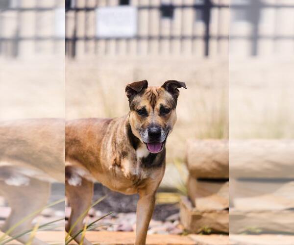 Medium Photo #12 Mutt Puppy For Sale in Rockwall, TX, USA