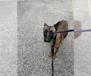 Mutt Dogs for adoption in Houston, TX, USA