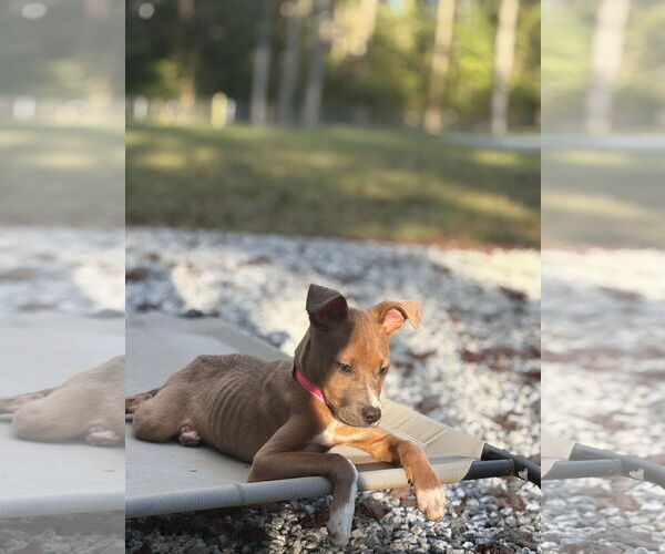 Medium Photo #4 American Pit Bull Terrier-Unknown Mix Puppy For Sale in Holly Springs, NC, USA