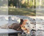 Small #3 American Pit Bull Terrier Mix