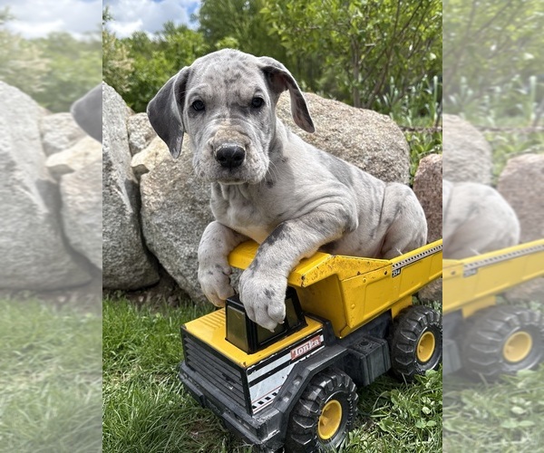 Medium Photo #1 Great Dane Puppy For Sale in MIDDLEBURY, IN, USA