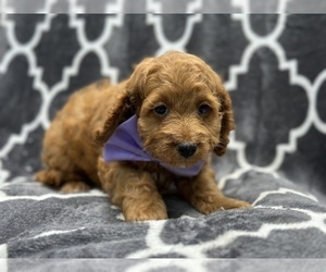 Cock-A-Poo Puppy for sale in LAKELAND, FL, USA
