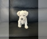 Puppy Elsa Schnauzer (Miniature)