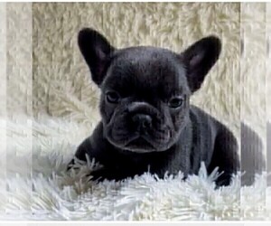 French Bulldog Puppy for sale in SAINT PETERSBURG, FL, USA