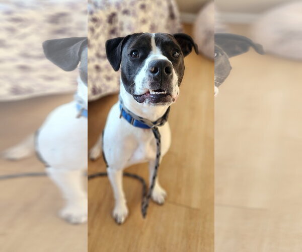 Medium Photo #16 Pointer-Unknown Mix Puppy For Sale in Rockaway, NJ, USA