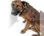 Small #1 German Shepherd Dog Mix