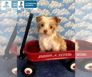 Yorkshire Terrier Puppy for sale in WINNSBORO, LA, USA