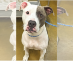 Small American Staffordshire Terrier Mix