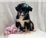 Small #11 Australian Shepherd