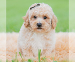 Small Photo #58 Maltipoo (Miniature) Puppy For Sale in WARSAW, IN, USA