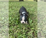 Small #8 Boston Terrier