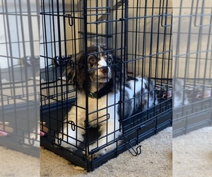 Cocker Spaniel Puppy for sale in OLIVE BRANCH, MS, USA