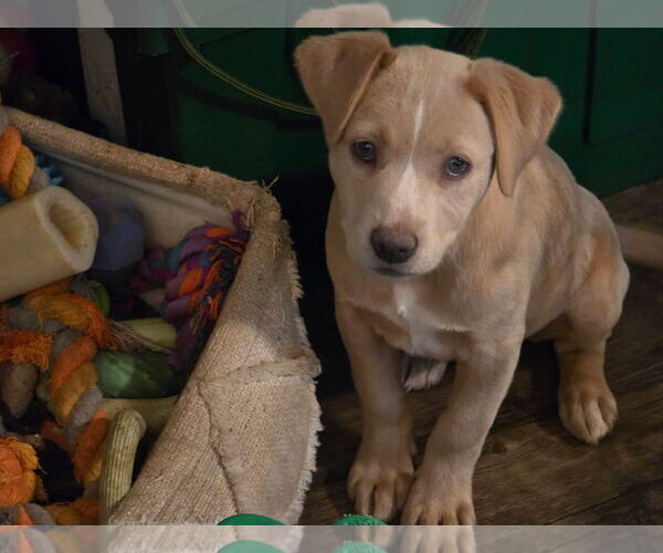 Medium Photo #1 Mutt Puppy For Sale in New London, WI, USA