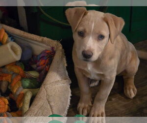 Mutt Dogs for adoption in New London, WI, USA