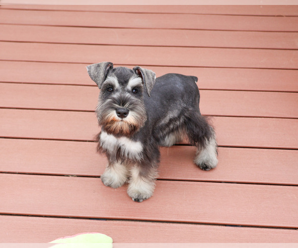 Medium Photo #5 Schnauzer (Miniature) Puppy For Sale in SYRACUSE, IN, USA