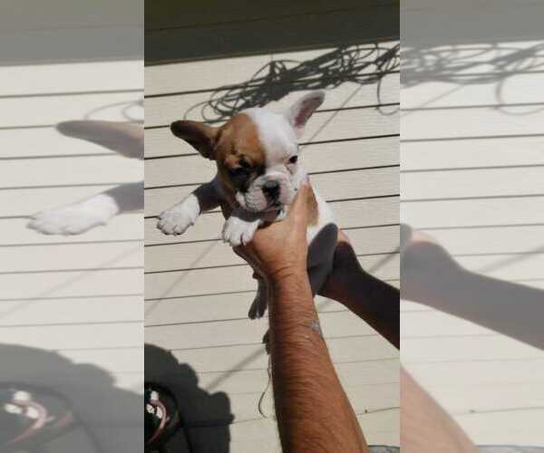 Medium Photo #1 French Bulldog Puppy For Sale in DENVER, CO, USA