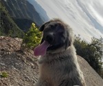 Small Photo #43 Anatolian Shepherd-Great Pyrenees Mix Puppy For Sale in AGOURA HILLS, CA, USA